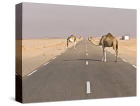 Camels Standing on the Road Between Nouadhibou and Nouakchott, Mauritania, Africa-Michael Runkel-Stretched Canvas