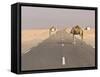 Camels Standing on the Road Between Nouadhibou and Nouakchott, Mauritania, Africa-Michael Runkel-Framed Stretched Canvas