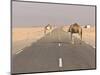 Camels Standing on the Road Between Nouadhibou and Nouakchott, Mauritania, Africa-Michael Runkel-Mounted Photographic Print