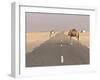 Camels Standing on the Road Between Nouadhibou and Nouakchott, Mauritania, Africa-Michael Runkel-Framed Photographic Print