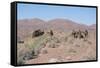 Camels, Trans Atlas Road, Morocco-Vivienne Sharp-Framed Stretched Canvas