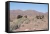 Camels, Trans Atlas Road, Morocco-Vivienne Sharp-Framed Stretched Canvas