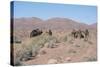 Camels, Trans Atlas Road, Morocco-Vivienne Sharp-Stretched Canvas