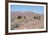 Camels, Trans Atlas Road, Morocco-Vivienne Sharp-Framed Photographic Print