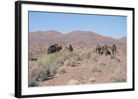 Camels, Trans Atlas Road, Morocco-Vivienne Sharp-Framed Photographic Print