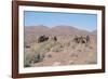 Camels, Trans Atlas Road, Morocco-Vivienne Sharp-Framed Photographic Print