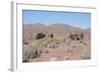 Camels, Trans Atlas Road, Morocco-Vivienne Sharp-Framed Photographic Print