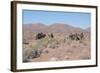 Camels, Trans Atlas Road, Morocco-Vivienne Sharp-Framed Photographic Print