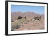 Camels, Trans Atlas Road, Morocco-Vivienne Sharp-Framed Photographic Print