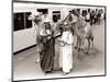 Camels with Arab Handlers at Olympia Station, August 1986-null-Mounted Photographic Print