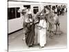 Camels with Arab Handlers at Olympia Station, August 1986-null-Stretched Canvas