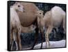 Camels-Henry Horenstein-Framed Stretched Canvas