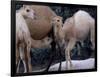 Camels-Henry Horenstein-Framed Photographic Print