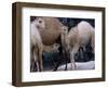 Camels-Henry Horenstein-Framed Photographic Print