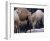 Camels-Henry Horenstein-Framed Photographic Print