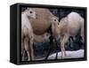 Camels-Henry Horenstein-Framed Stretched Canvas