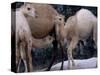 Camels-Henry Horenstein-Stretched Canvas