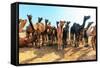 Camels-Banana Republic images-Framed Stretched Canvas