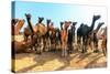 Camels-Banana Republic images-Stretched Canvas