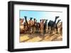 Camels-Banana Republic images-Framed Photographic Print