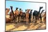 Camels-Banana Republic images-Mounted Photographic Print