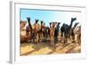 Camels-Banana Republic images-Framed Photographic Print