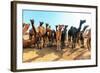 Camels-Banana Republic images-Framed Photographic Print