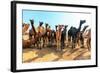 Camels-Banana Republic images-Framed Photographic Print