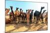 Camels-Banana Republic images-Mounted Photographic Print