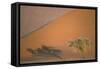 Camelthorn Tree at a Sand Dune in the Namib Desert-null-Framed Stretched Canvas