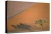 Camelthorn Tree at a Sand Dune in the Namib Desert-null-Stretched Canvas