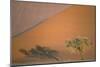 Camelthorn Tree at a Sand Dune in the Namib Desert-null-Mounted Photographic Print