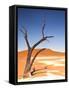Camelthorn Tree in Dead Vlei, Namibia-Frances Gallogly-Framed Stretched Canvas