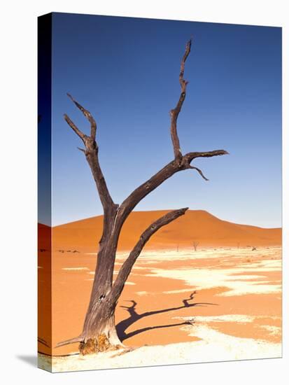 Camelthorn Tree in Dead Vlei, Namibia-Frances Gallogly-Stretched Canvas