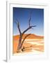 Camelthorn Tree in Dead Vlei, Namibia-Frances Gallogly-Framed Photographic Print