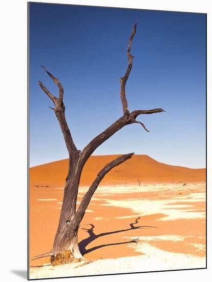 Camelthorn Tree in Dead Vlei, Namibia-Frances Gallogly-Mounted Photographic Print