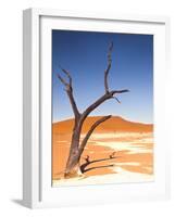 Camelthorn Tree in Dead Vlei, Namibia-Frances Gallogly-Framed Photographic Print