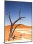 Camelthorn Tree in Dead Vlei, Namibia-Frances Gallogly-Mounted Photographic Print