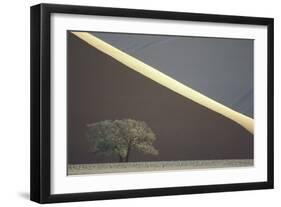 Camelthorn Tree Infront of Sand Dune in the Namib Desert-null-Framed Photographic Print