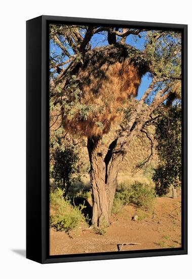 Camelthorn Tree with Community Nest-Grobler du Preez-Framed Stretched Canvas