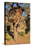 Camelthorn Tree with Community Nest-Grobler du Preez-Stretched Canvas