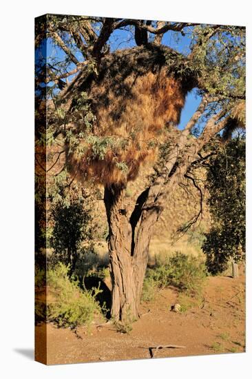 Camelthorn Tree with Community Nest-Grobler du Preez-Stretched Canvas