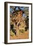 Camelthorn Tree with Community Nest-Grobler du Preez-Framed Photographic Print