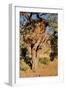 Camelthorn Tree with Community Nest-Grobler du Preez-Framed Photographic Print