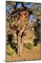 Camelthorn Tree with Community Nest-Grobler du Preez-Mounted Photographic Print