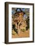 Camelthorn Tree with Community Nest-Grobler du Preez-Framed Photographic Print