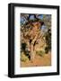 Camelthorn Tree with Community Nest-Grobler du Preez-Framed Photographic Print