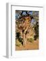 Camelthorn Tree with Community Nest-Grobler du Preez-Framed Photographic Print