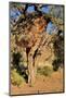 Camelthorn Tree with Community Nest-Grobler du Preez-Mounted Photographic Print
