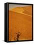 Camelthorn Trees Below Sand Dunes-Stuart Westmorland-Framed Stretched Canvas